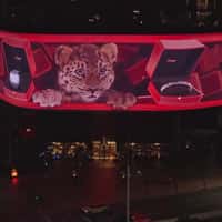 Cartier Baby Panther Peeks Out of Display