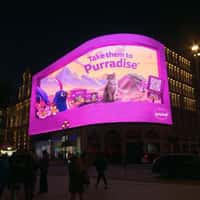 Whiskas Cat Lounges on Gravy Lake