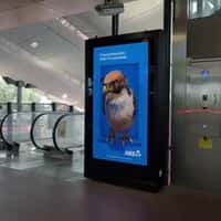 ANZ Falcon Peeks Out and Looks Around