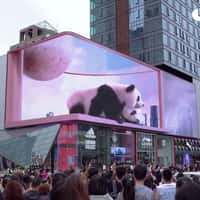 Pandas Peek Over Billboard Edge