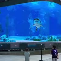 Shark Bumps and Breaks the Billboard Screen