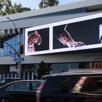 Cartier Panther Sits on Screen Edge