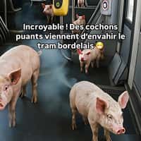 Quoifaireabordeaux Pigs Riding the Tram