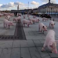 Quoifaireabordeaux Pigs Roaming at the Square