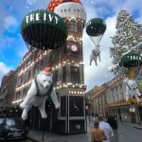 The Ivy Collection Polar Bears Arrives in Parachute