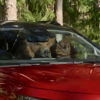 Citroën Grizzly Bear Grooving Inside the Car