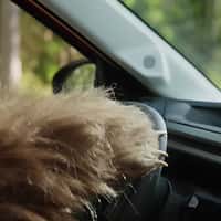 Citroën Grizzly Bear’s Paw Touching Car’s Surface