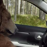 Citroën Grizzly Bear Napping Inside the Car