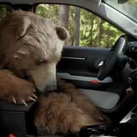 Citroën Grizzly Bear Falls Asleep Inside the Car