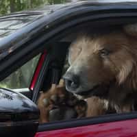 Citroën Grizzly Bear Makes a Vlog in the Forest