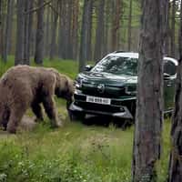 Citroën Grizzly Bear Spotted Sniffing the Car
