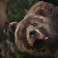 Citroën Grizzly Bears Chasing the Car
