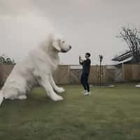 Samsung Galaxy Dog Zoom in Real Life