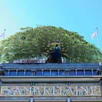 Samaritaine Paris Feather Floats Towards Peacock