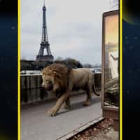  Disney Lion Enters IMAX Movie Theater