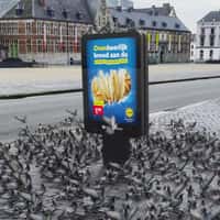 Lidl Pigeons Land Around Digital Ad