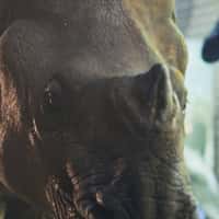 Netflix Rhinoceros Walking on Night Streets