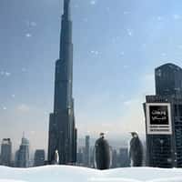 BrandDubai Penguins on Frozen Dam and Pool