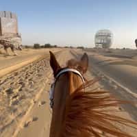 BrandDubai Giant Birds Running on Desert Road