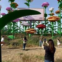 Gindi Holdings Garden Filled with Giant Roses