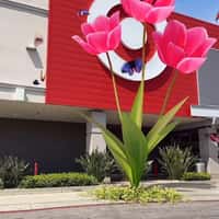 Target Tulip Blooms Outside the Store