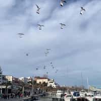 Sephora Storks Carrying Shopping Bags