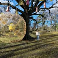 Betsey Johnson Inflated Bubble Collides with Tree