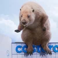 Castorama Beaver Sits Above the Store
