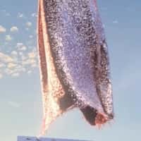 Cinq à Sept Helicopters Carry Shimmering Dress