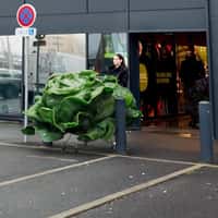 Fresh Massive Lettuce on Shopping Carts