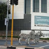 Investec Zebras Crossing the Street