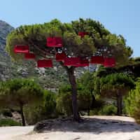 Jacquemus Red Bags Hanging from Tree in Provence