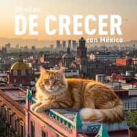 Royal Canin Giant Cat Peeks From Rooftop