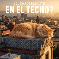 Royal Canin Giant Cat Awakened by Balloons