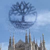 Timberland Birds Form Tree Logo Above Milan Duomo