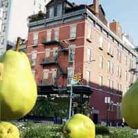 Kiehl's Giant Pears Fall at Pear Tree Corner