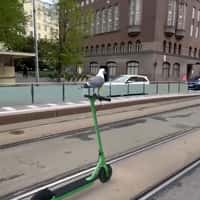 Musinsa Seagull Rides Electric Scooter