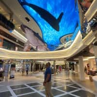 MSC Cruises Humpback Whales Inside Ship