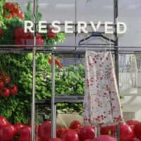 Reserved Giant Tomatoes Roll Out of Greenhouse