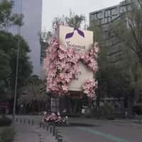 Botanical Doctor Giant Box Floats Above City