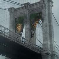 House of the Dragon Burnt Banner on Brooklyn Bridge