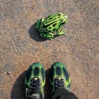 Lust Giant Frog Leaps Across City Streets