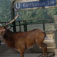 Wir Berlin City Turns Into Nature Scene