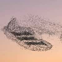 Adidas Footwear Starlings Formation
