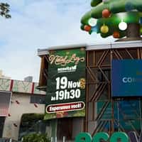 Ecovita Giant Christmas Tree Lands on Roof