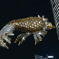 Tiffany & Co. Dolphin Clip Gliding Over Tokyo