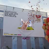 Ja Natürlich Pig Sneaks Out From Billboard