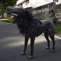 Sony Dog Transformed into Black Creature