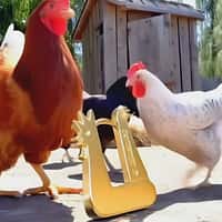 Hey Harper Golden Chicken Earring Roams Backyard Farm
