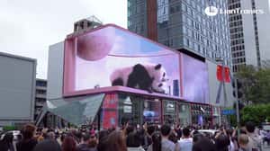 Pandas Peek Over Billboard Edge in a 3D Billboard ad of Unknown